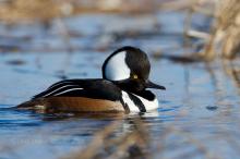Hooded Merganser. 
