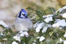 Bluejay on pine bow. 