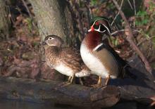 Wood ducks. 