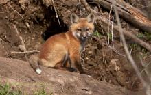 Fox pup by the den. 