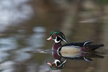 Woodduck. 
