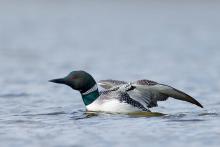 Loon. 
