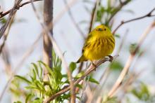 Yellow warbler. 