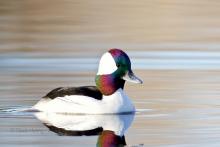 Bufflehead in morning light. 