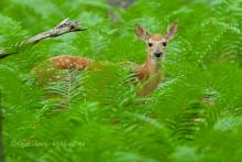 deer fawn. 