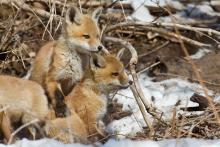 Fox pups in the snow. 