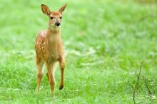 deer fawn. 