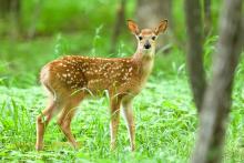 deer fawn. 