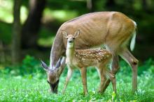 Deer and fawn. 