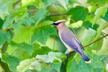 Cedar Waxwing. 