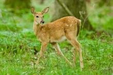 Deer fawn. 