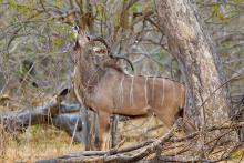 Kudu. 