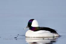 Bufflehead in morning light. 