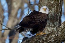Eagle in a tree. 