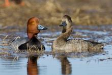 Red headed duck. 
