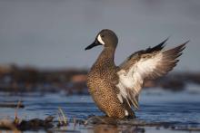 Blue wing teal flapping. 